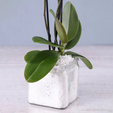 Two Stem White Orchid Plant in Square Vase